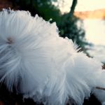 Feather Frost, Tay, Scotland