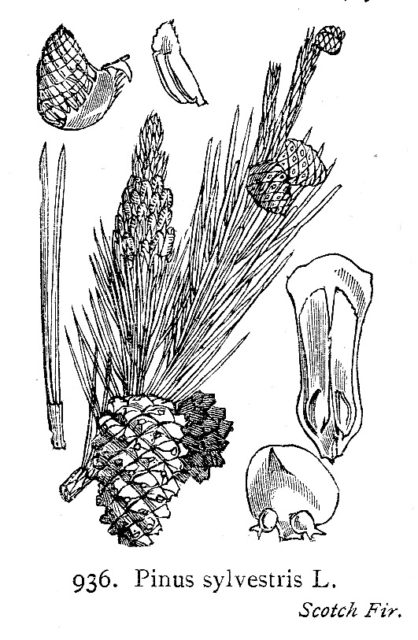 Scots Pine
