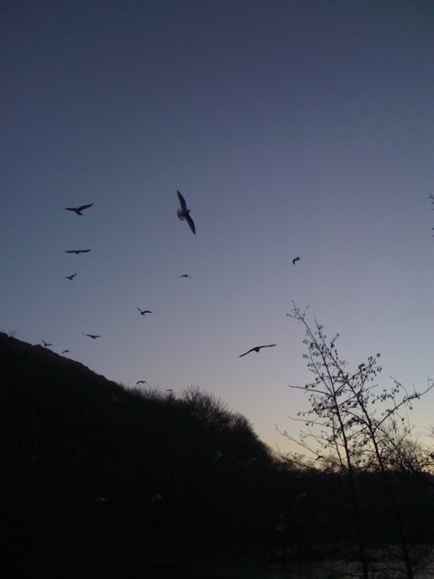 Duck Pond Frozen