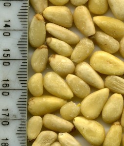 Regular pine nuts from Julian Graves Edinburgh