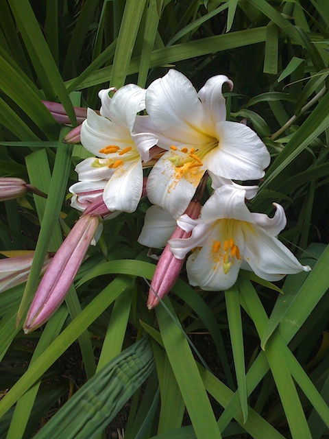 lilly