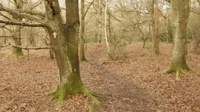 Walk in the Woods