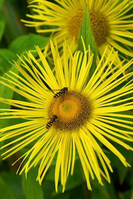 Inula hookeri