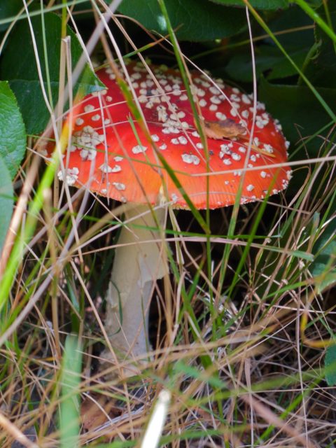 Amanita muscaria (fly agaric) Amanita muscaria (fly agaric)