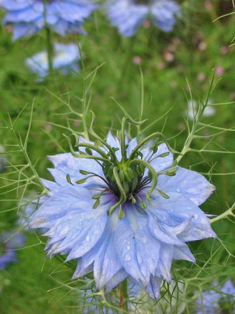 nigella-1 nigella-1