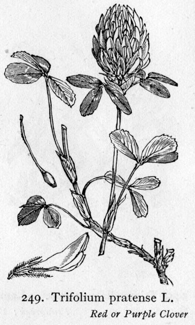 Clover