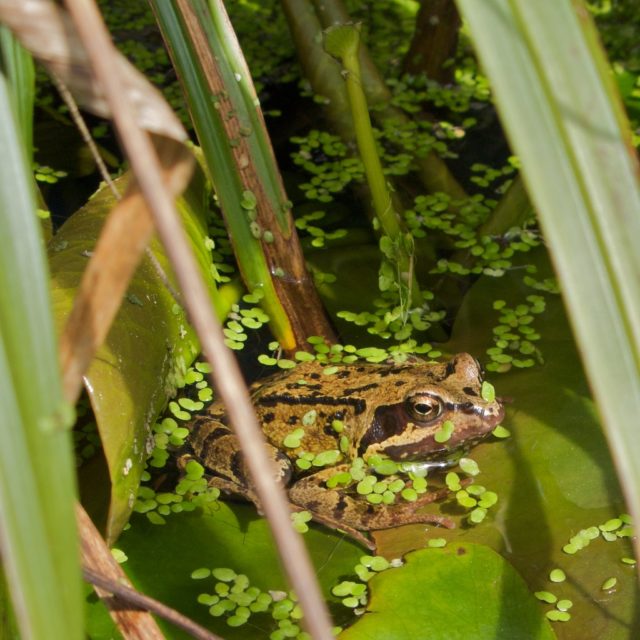 frog_lurking