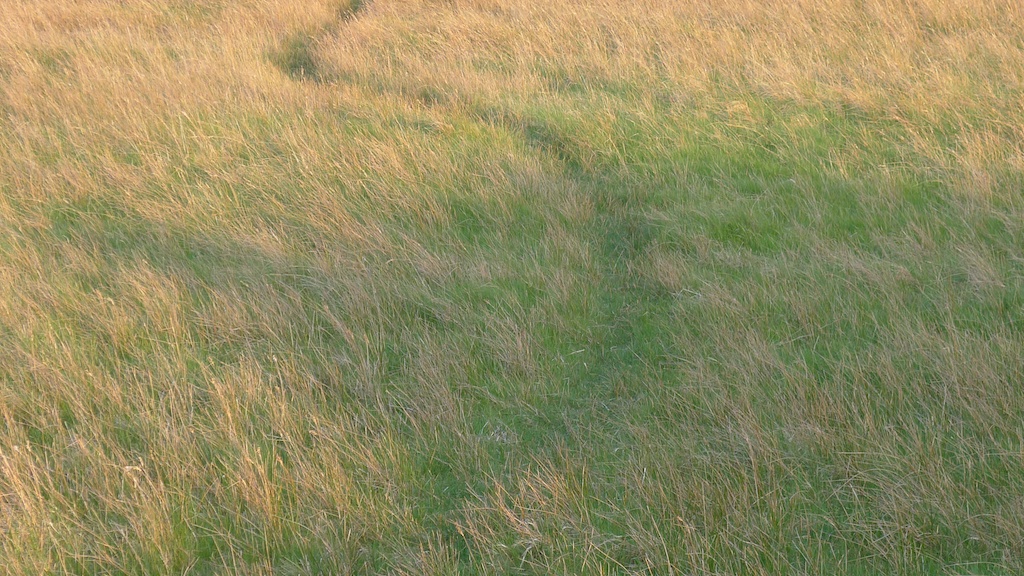 bangor_grass