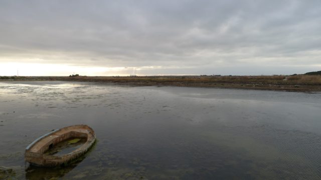 salt marsh Ile de Re France
