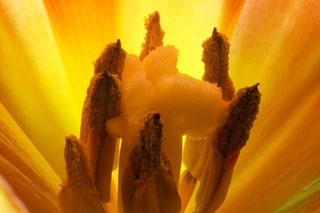 tulip