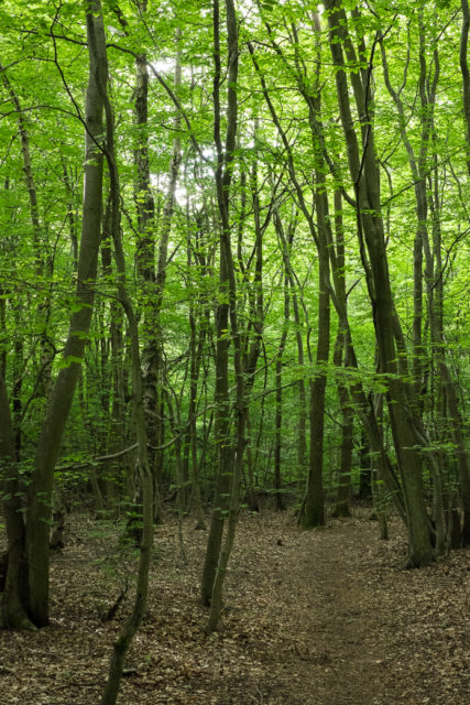 ChilternBeech2015-05-27-1