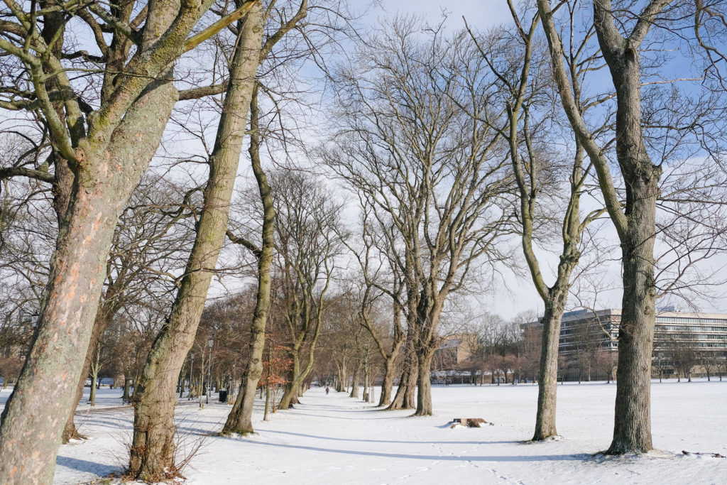 Snow on the Meadows