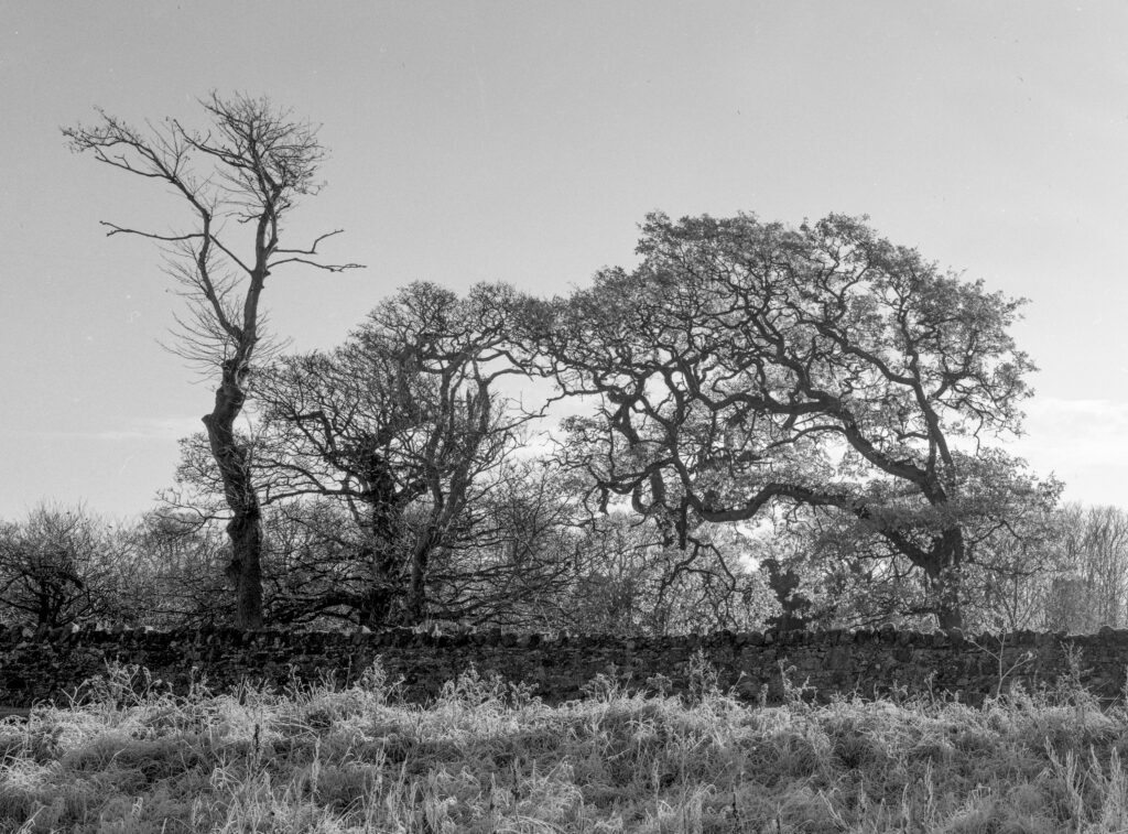 Trees, Dalkeith