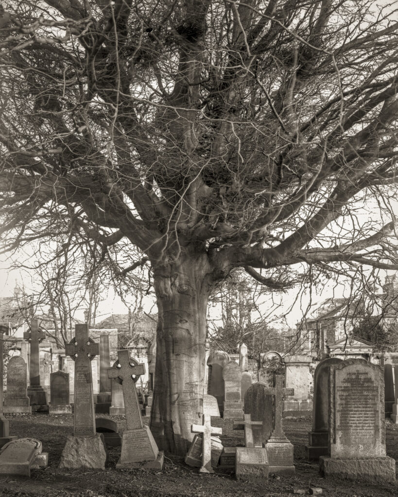 Sentinel tree