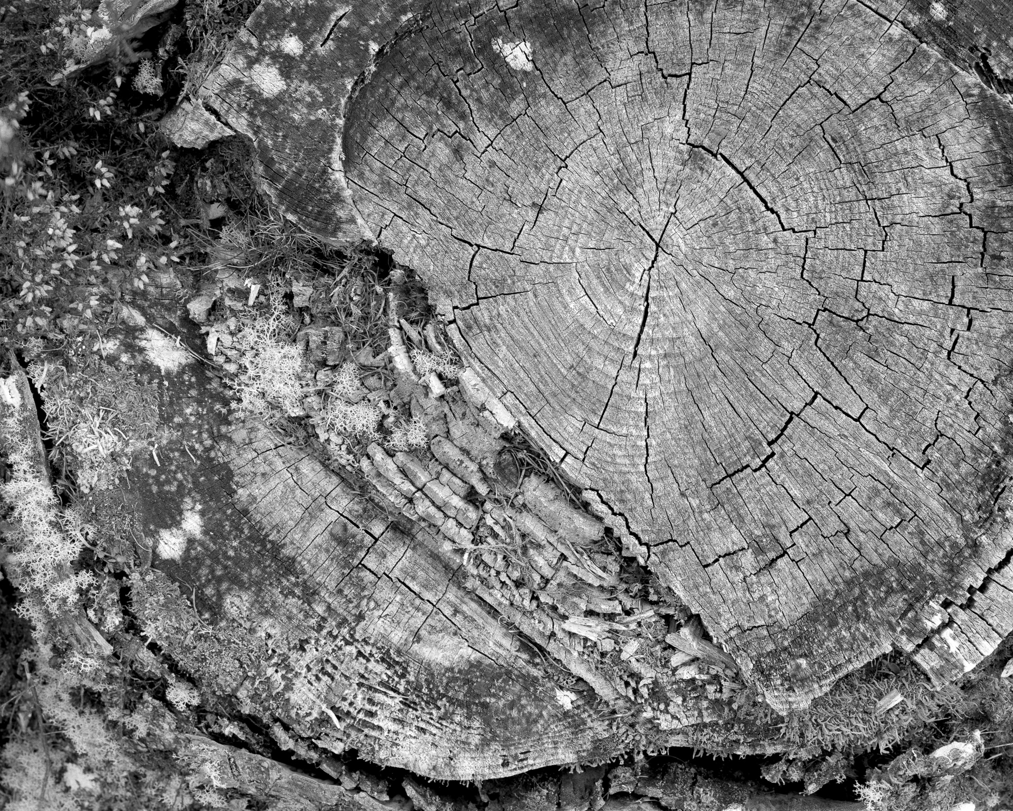 Tree stump, Comar Wood dun, May 2025