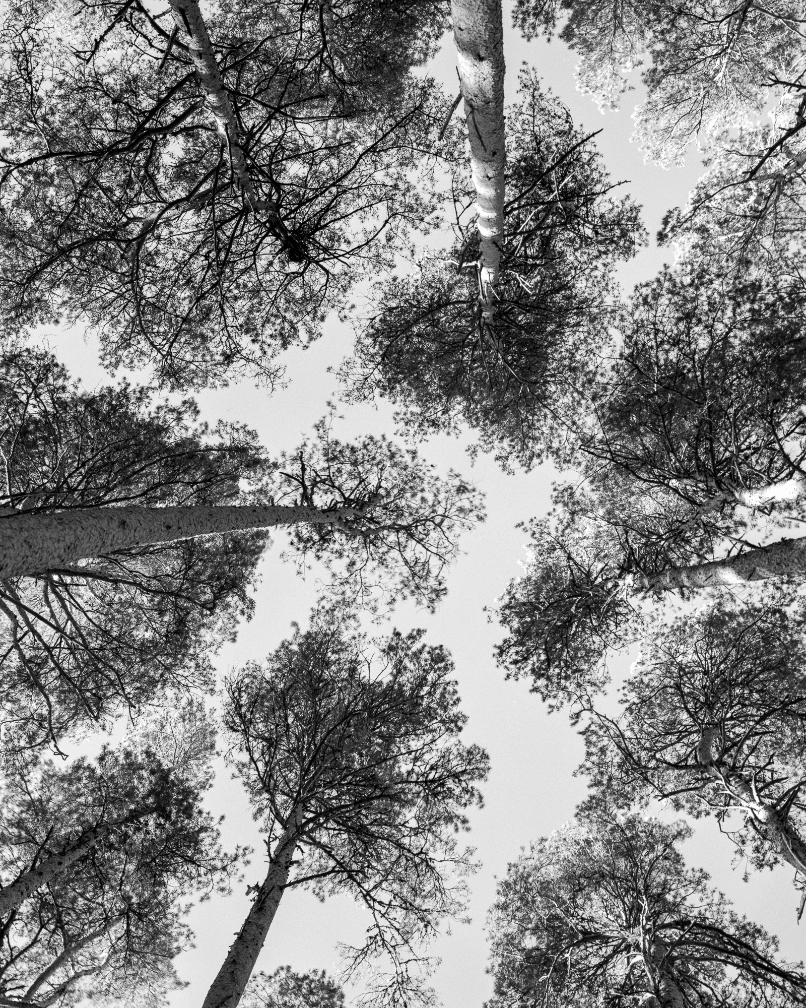 Plantation, May 2025