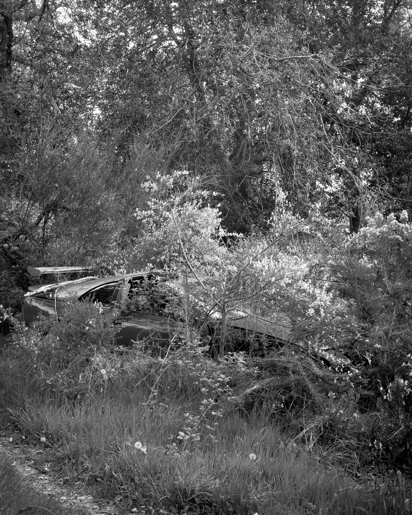 Abandoned car, Beauly, May 2025